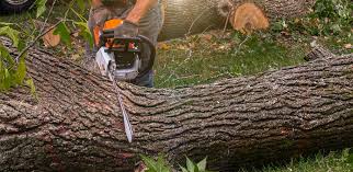 Best Grass Overseeding  in Fairview, NJ