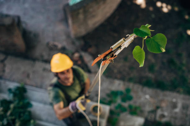 Reliable Fairview, NJ Tree Removal Solutions