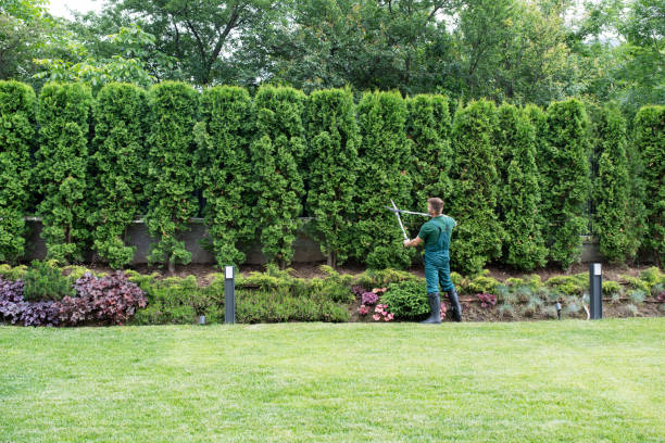 Best Organic Lawn Care Solutions  in Fairview, NJ