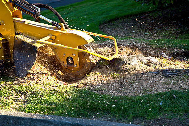Best Lawn Irrigation Installation and Maintenance  in Fairview, NJ