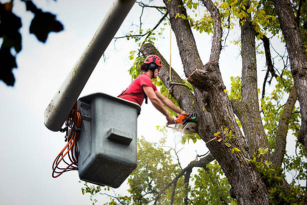 Best Leaf Removal  in Fairview, NJ